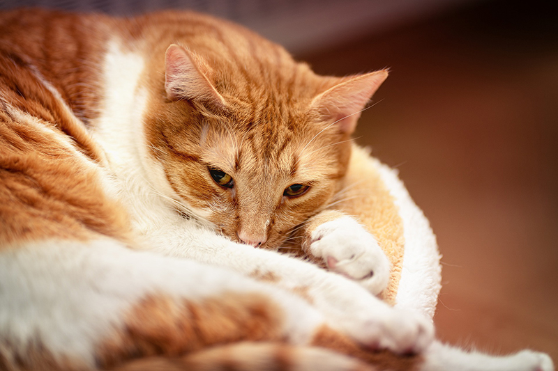 Come Capire Se Un Gatto Sta Morendo
